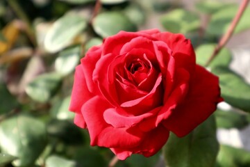 red rose in garden