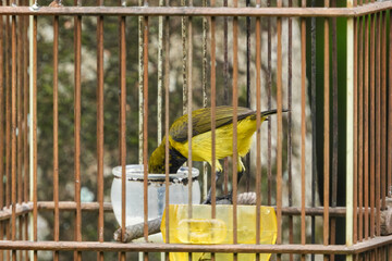 The Sriganti honey bird is a bird species from the Nectariniidae family, from the genus Nectarinia....