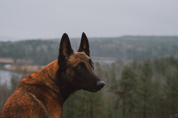 dog in the woods