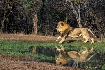 Male Lion Running next to Water with Reflection
