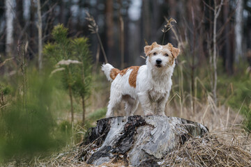 Dog breed Jack Russell Terrier stands on a stump against the backdrop of coniferous trees. Spring...