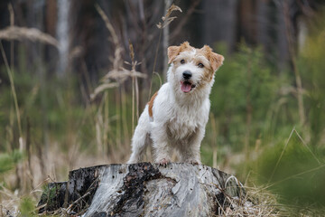 Dog breed Jack Russell Terrier stands on a stump against the backdrop of coniferous trees. Spring...