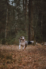 portrait of a dog australian shepherd