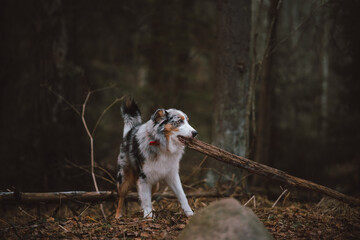 portrait of a dog australian shepherd