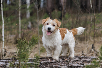 Dog breed Jack Russell Terrier stands on a stump against the backdrop of coniferous trees. Spring cold forest