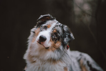 portrait of a dog australian shepherd