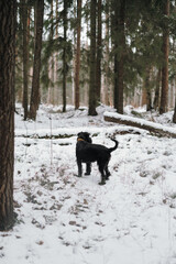 black dog in snow