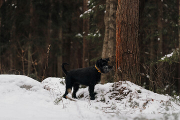 black dog in snow