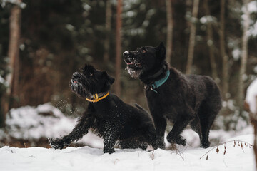 black dog in snow