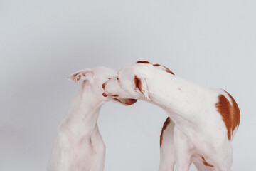 Podenko Ibizanco dog in the studio