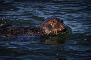 Fototapeta premium Harbor Seal