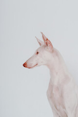 Podenko Ibizanco dog in the studio