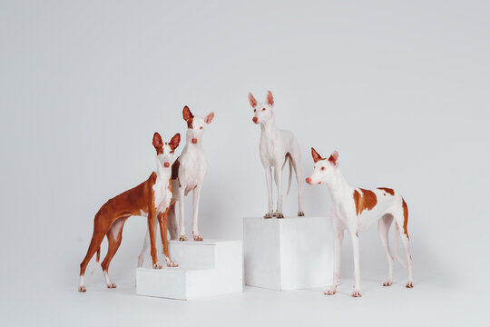 Podenko Ibizanco dog in the studio