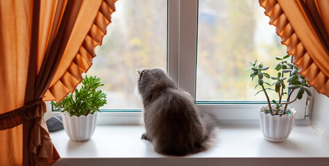 A fluffy cat is resting on the windowsill and watching cat TV. The cat in the interior of the apartment on the windowsill among indoor flowers looks out the window. Persian cat. Selective soft focus.