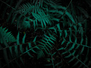 Fern plant texture pattern