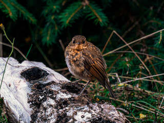 Bird sitting on a tree trunk