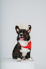 new year welsh corgi cardigan