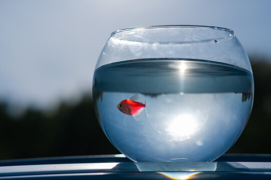 A goldfish swims in a round aquarium against a blue sky and green trees.