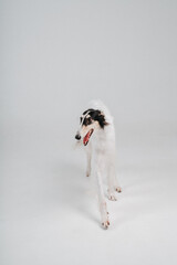 greyhound in the studio on a white background