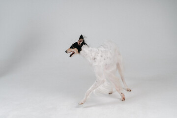 greyhound in the studio on a white background