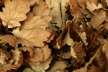 fallen autumn leaves