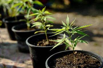 plant in a pot / Cannabis seedlings in a breeding pot