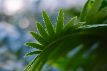 Beautiful Leaf, Sustainability Concept