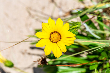 Close up of yellow Gazania rigens flower (treasure flower)