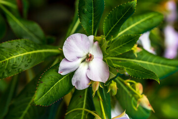 Close up of an Olivers touch me not (impatiens sodenii) flower in bloom