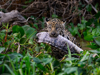 Wild Jaguar holding a caiman in its mouth in Pantanal, Brazil