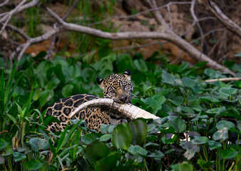 Wild Jaguar holding a caiman in its mouth in Pantanal, Brazil