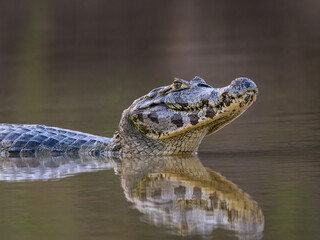 Caiman with reflection swimming in the river, Pantanal, Brazil