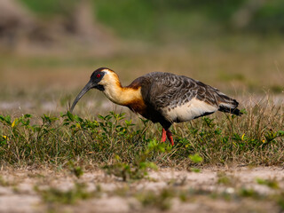 Buff-necked Ibis foraging in the field, portrait in Pantanal, Brazil