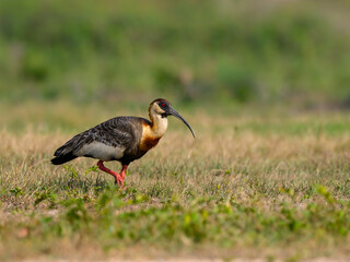 Buff-necked Ibis foraging in the field, portrait in Pantanal, Brazil