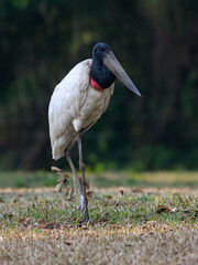 Jabiru standing in the field, portrait in Pantanal, Brazil