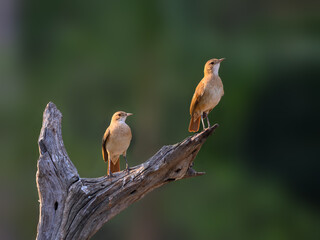 Two Rufous Horneros perched on a snag on green background, Pantanal, Brazil