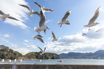 日本の岡山県の児島湾のユリカモメ
