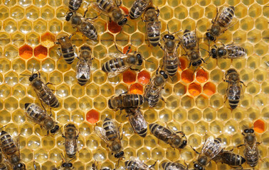 Unparalleled beauty in the bee ult.
The bees bring nectar and pollen to the hive and fill the honeycomb with it`.
