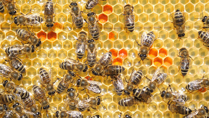 Unparalleled beauty in the bee ult.
The bees bring nectar and pollen to the hive and fill the honeycomb with it`.
