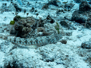 Sand Diver