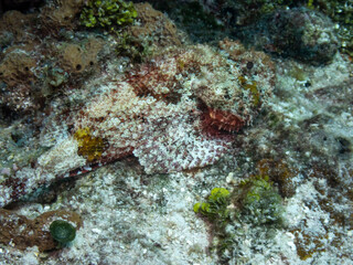 Spotted Scorpionfish