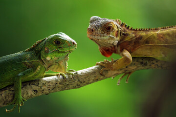 Fototapeta premium two iguanas facing each other