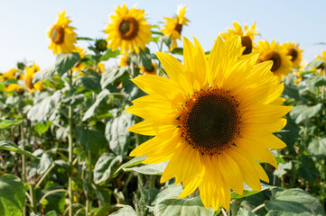 Obraz premium Sunflowers