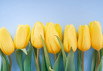 Obraz premium Flowers composition. Yellow tulip flowers on soft blue background. Spring, summer concept