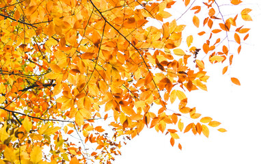 Looking up at golden autumn leaves on a tree branch