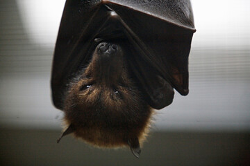 The head of a large bat hanging upside down.