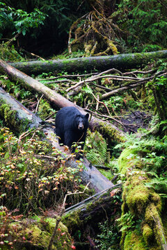 A black bear at the Anan Bear and Wildlife Observatory.
