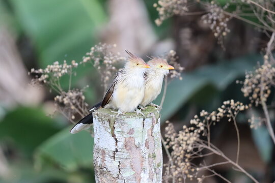 Anu-branco
Guira Cuckoo
Guira guira