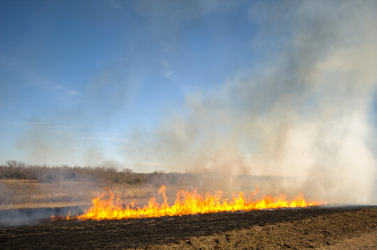 A controlled burn is being employed in a farmer's field to help rid the field of unwanted plant species, which will in turn give his cattle more nutrient rich forage.