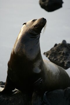 Sea lion, Zalophus californianus wollebacki, Bahia Gardner, Espanola island